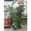 Image 1 : 2 Live & 1 Artificial Potted Plants