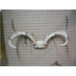 3 Point Mule Deer Antlers