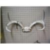 Image 1 : 3 Point Mule Deer Antlers