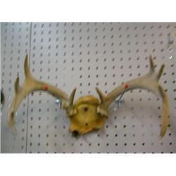 White Tail Deer Antlers