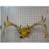 Image 1 : White Tail Deer Antlers