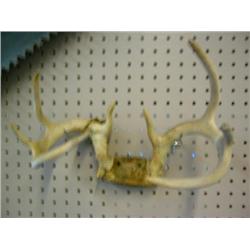 Non Typical White Tail Antlers