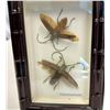 Image 2 : Beetles, Lot of 15    [175892]