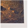 Image 7 : Stephen Lyman A Mountain Campfire Limited Print