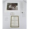 Image 1 : Carl Brenders Dall Sheep Portrait Limited Print