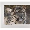 Image 1 : Carl Brenders Snow Leopard Portrait Limited Print