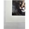 Image 3 : Carl Brenders Close Up Cougar Limited Print