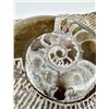 Image 4 : Fossil Ammonites In Medium