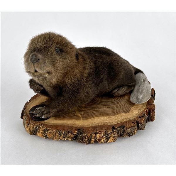 Montana Taxidermy Baby Kit Beaver Full Body Mount