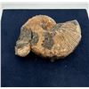 Image 2 : Fossil Ammonite