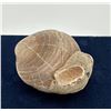 Image 1 : Fossil Clam