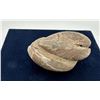 Image 2 : Fossil Clam