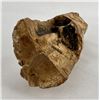 Image 4 : Petrified Fossil Wooly Mammoth Tusk Segment
