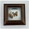 Image 1 : Butterfly Shadowbox