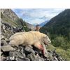 Image 2 : Northern BC Trophy Mountain Goat Hunt 2024