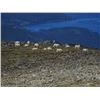 Image 3 : Northern BC Trophy Mountain Goat Hunt 2024