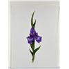 Image 1 : Nancy Nevin Violet Iris Limited Edition Print