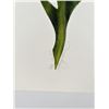 Image 2 : Nancy Nevin Violet Iris Limited Edition Print