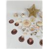 Image 2 : Collection of Sea Shells