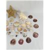 Image 3 : Collection of Sea Shells