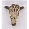 Image 4 : Nice Large Montana Buffalo Skull