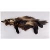 Image 1 : Taxidermy Wolverine Pelt Hide. 43" by 23 1/2".