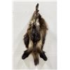 Image 2 : Taxidermy Wolverine Pelt Hide. 43" by 23 1/2".