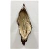 Image 3 : Taxidermy Wolverine Pelt Hide. 43" by 23 1/2".