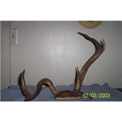 NON-TYPICAL DEER ANTLER