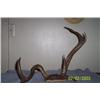 Image 1 : NON-TYPICAL DEER ANTLER