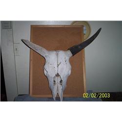 TIBETAN YAK SKULL