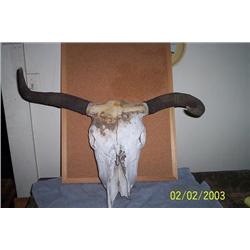 TIBETAN YAK SKULL