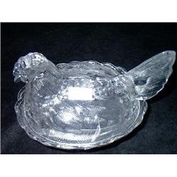 VERY OLD HEN ON NEST