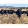 Image 10 : LEHFELDT RANCH BRED HEIFERS