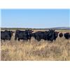 Image 11 : LEHFELDT RANCH BRED HEIFERS