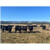 Image 5 : LEHFELDT RANCH BRED HEIFERS