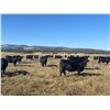 Image 6 : LEHFELDT RANCH BRED HEIFERS