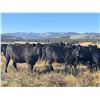Image 7 : LEHFELDT RANCH BRED HEIFERS