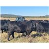 Image 8 : LEHFELDT RANCH BRED HEIFERS