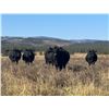Image 9 : LEHFELDT RANCH BRED HEIFERS