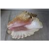 Image 2 : Large Conch