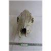 Image 1 : Animal Skull