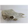 Image 4 : Animal Skull