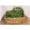 Image 1 : * Box of Garland