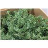 Image 2 : * Box of Garland