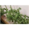Image 3 : * Box of Garland