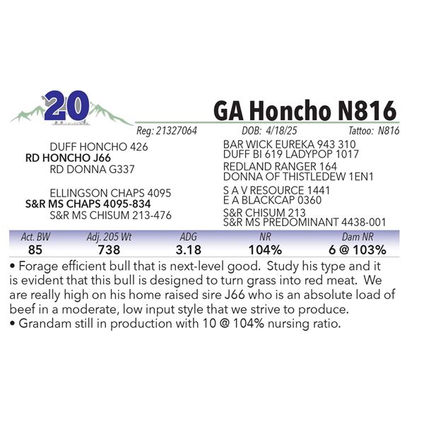 GA Honcho N816