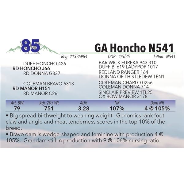 GA Honcho N541