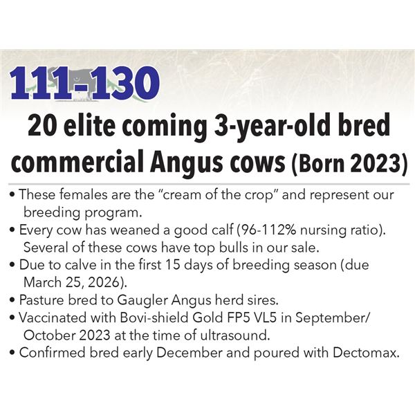 20 Commercial Bred 3-Year Old Cows