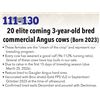 Image 1 : 20 Commercial Bred 3-Year Old Cows